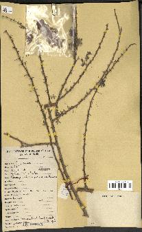 spécimen de Acacia tortilis