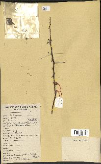 spécimen de Acacia tortilis