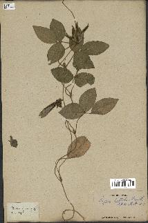 spécimen de Vigna luteola
