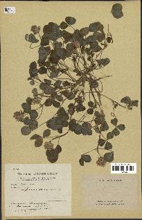 spécimen de Trifolium spumosum