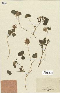 spécimen de Trifolium spumosum