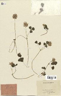 spécimen de Trifolium spumosum