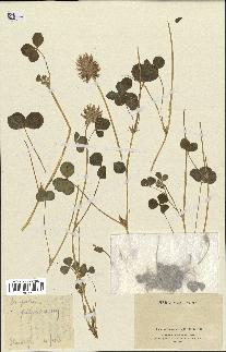 spécimen de Trifolium spumosum
