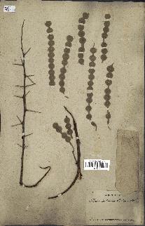 spécimen de Acacia arabica