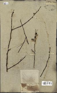 spécimen de Acacia arabica