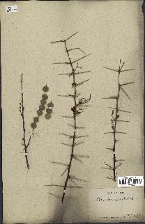 spécimen de Acacia arabica