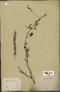 spécimen de Acacia arabica