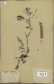 spécimen de Acacia arabica
