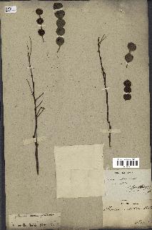 spécimen de Acacia arabica