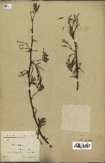 spécimen de Acacia arabica