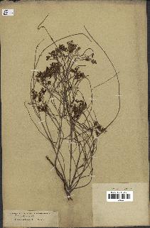 spécimen de Acacia arabica