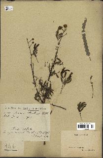 spécimen de Acacia arabica