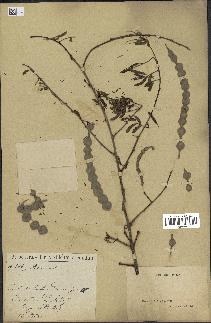 spécimen de Acacia arabica