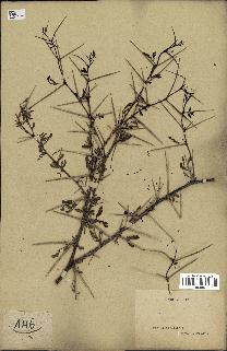 spécimen de Acacia arabica