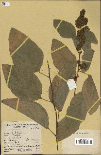 spécimen de Desmodium velutinum
