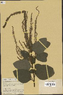 spécimen de Desmodium velutinum