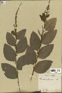 spécimen de Desmodium velutinum