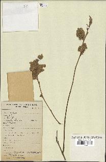 spécimen de Desmodium velutinum