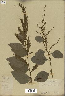 spécimen de Desmodium velutinum