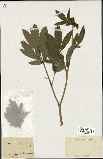 spécimen de Paeonia officinalis