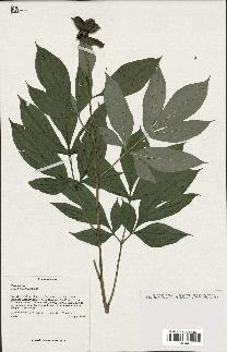 spécimen de Paeonia lactiflora