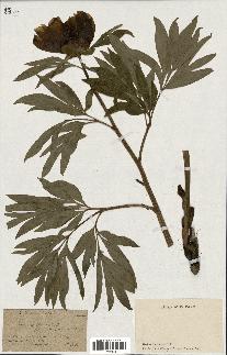 spécimen de Paeonia officinalis