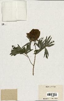 spécimen de Paeonia peregrina