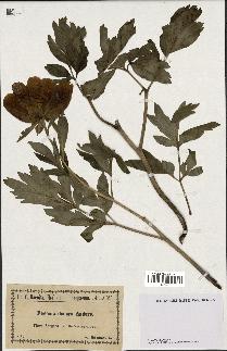 spécimen de Paeonia decora