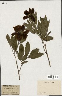 spécimen de Paeonia broteri