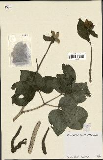 spécimen de Paeonia mascula