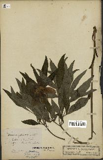 spécimen de Paeonia officinalis