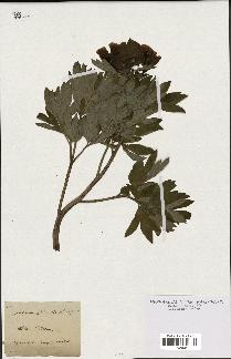 spécimen de Paeonia officinalis