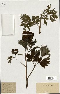 spécimen de Paeonia peregrina