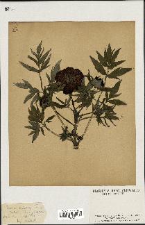 spécimen de Paeonia delavayi