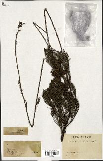 spécimen de Serruria elongata