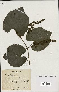 spécimen de Vitis tiliifolia