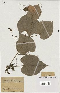 spécimen de Vitis tiliifolia