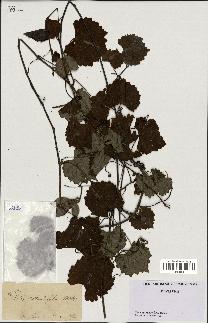 spécimen de Vitis rotundifolia