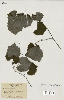 spécimen de Vitis rotundifolia