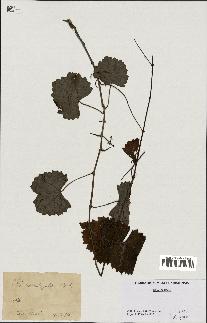 spécimen de Vitis rotundifolia
