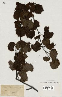 spécimen de Vitis rotundifolia