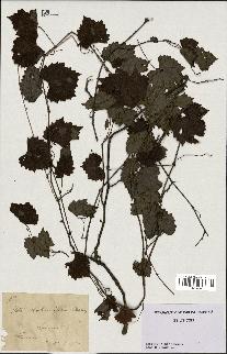 spécimen de Vitis rotundifolia