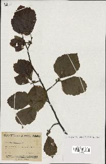 spécimen de Hamamelis virginiana