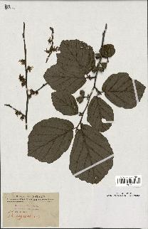 spécimen de Hamamelis virginiana