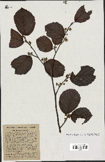 spécimen de Hamamelis virginiana