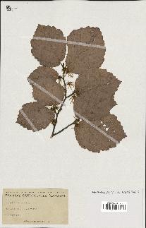 spécimen de Hamamelis virginiana