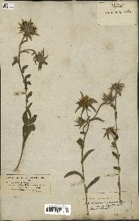 spécimen de Pallenis spinosa