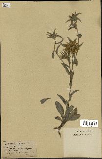 spécimen de Pallenis spinosa