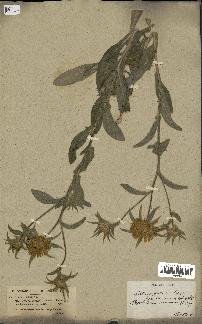 spécimen de Pallenis spinosa