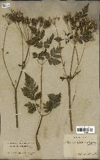 spécimen de Chaerophyllum hirsutum